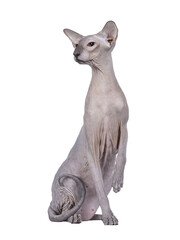 Blue point Peterbald cat, sitting up facing front like statue. Looking to the side away from camera. One paw up. Isolated cutout on a transparent background.
