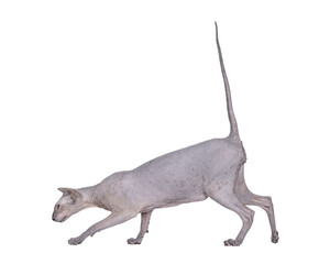Blue point Peterbald cat, walking side ways. Looking side ways showing profile. Isolated cutout on a transparent background.