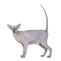 Blue point Peterbald cat, standing side ways. Looking to camera. Isolated cutout on a transparent background.