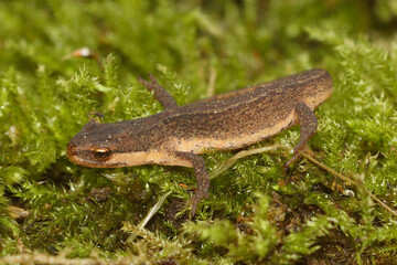 Closeup on a sub-adult European smooth newt, Lissotriton vulgaris on moss