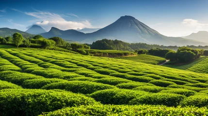 Gordijnen A traditional tea plantation with neatly manicured row © Little