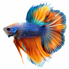 Fototapeta premium A stunning Siamese fighting fish with vibrant orange and blue colors isolated on a white background.