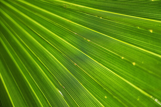 Green texture of banana palm tree leaf. Nature background. Green texture of palm tree leaf. Nature background. strip green line on palm leaf abstract texture backdrop. Batumi, Georgia. shadows