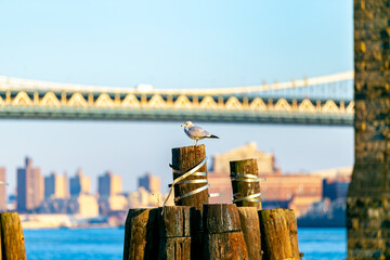 beautiful sunset over manhattan with manhattan and brooklyn bridge. Brooklyn Bridge with...