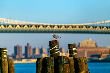beautiful sunset over manhattan with manhattan and brooklyn bridge. Brooklyn Bridge with...