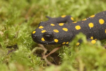 Closeup on the head of the colorful, but endangered Anatolian spotted newt, Neurergus strauchii strauchii