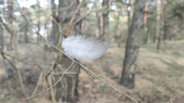 white feather in the wind. Selective focus, blurred focus, abstraction. bird feather texture. the wind shakes the feather.