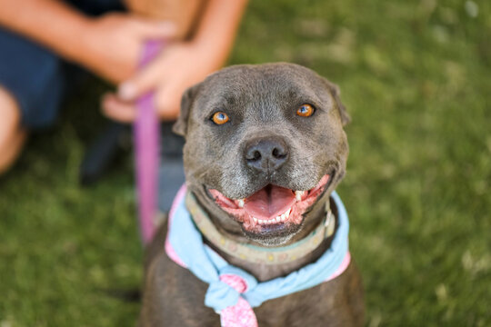 Portrait of Staffy breed dog wearing bandana sitting in park with owner holding leash