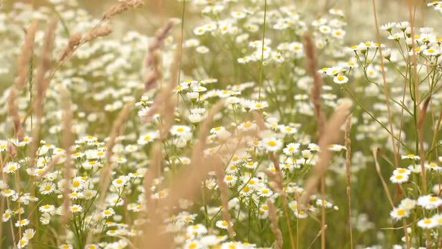 Field chamomile close-up, the wind blows in the field