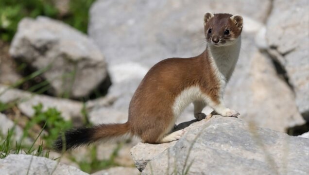ermine in summer in the high mountains