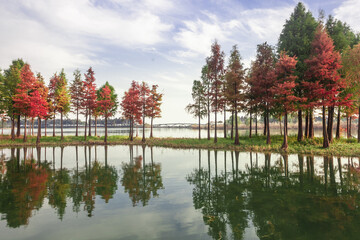 Natural beauty of the Taihu Lake Lake Wetland Park - obrazy, fototapety, plakaty