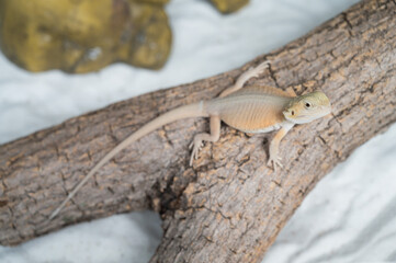 bearded dragon on ground with blur background