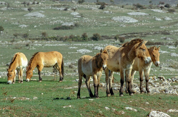 cheval de Przewalski, equus przewalski, site de reproduction, Causse Mejean, patrimoine mondial de l'UNESCO, Parc naturel régional des Grands Causses, Lozère, 48, France