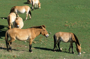 cheval de Przewalski, equus przewalski, site de reproduction, Causse Mejean, patrimoine mondial de l'UNESCO, Parc naturel régional des Grands Causses, Lozère, 48, France