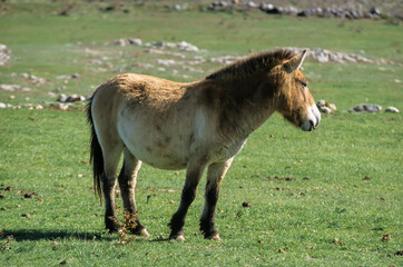 cheval de Przewalski, equus przewalski, site de reproduction, Causse Mejean, patrimoine mondial de l'UNESCO, Parc naturel régional des Grands Causses, Lozère, 48, France