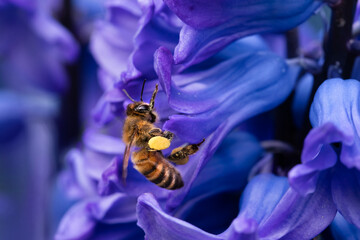pszczoła na fioletowym kwiatku hiacynta,  bee on a purple hyacinth flower - obrazy, fototapety, plakaty
