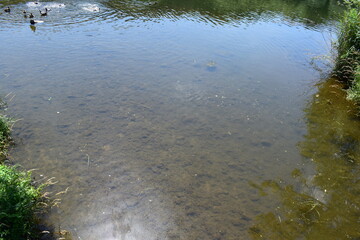 calm water with geese