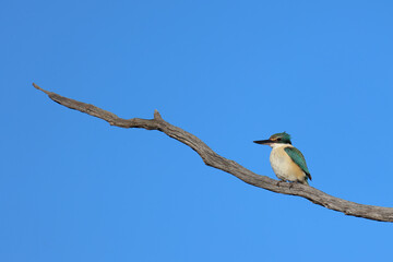 A Sacred Kingfisher (Todiramphus sanctus) on a perch overlooking Lake Yealering in the Wheatbelt of Western Australia