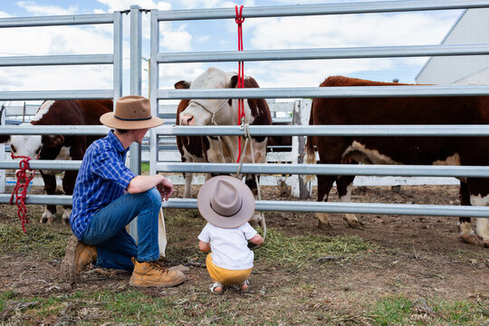Young uncle with his niece looking at the cattle at agricultural show