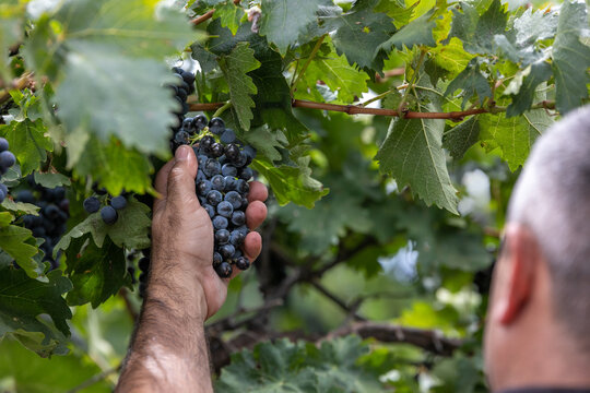 Winemaker holding red grapes