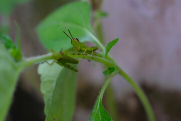 Closeup photo of green grasshopper resting on a wild plant stem. Green grasshopper or Oxya chinensis. Animal photography. Animal themes. Selective Focus. Macrophotography. Shot in Macro lens