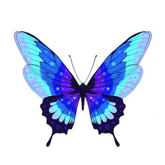 butterfly isolated on white