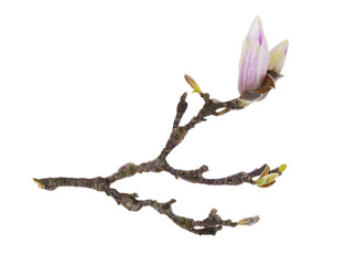 Close up of Magnolia twig with flower buds. Isolated cutout on a transparent background.