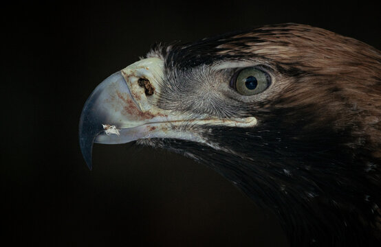 Eastern Imperial Eagle closeup portrait