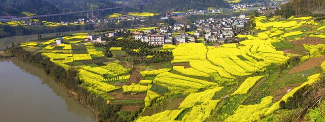 Scenery of rapeseed flowers in Erlang Mountain, western Sichuan