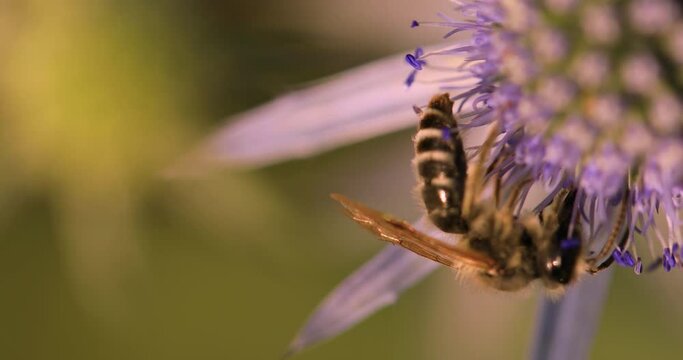 Winged Wanderlust: Wild Bee's Flight Among Flower Fields
