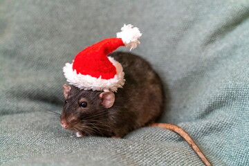 Rat Santa hat. Symbol of the Chinese New Year. Funny black rat Dumbo in a red santa checker on a...