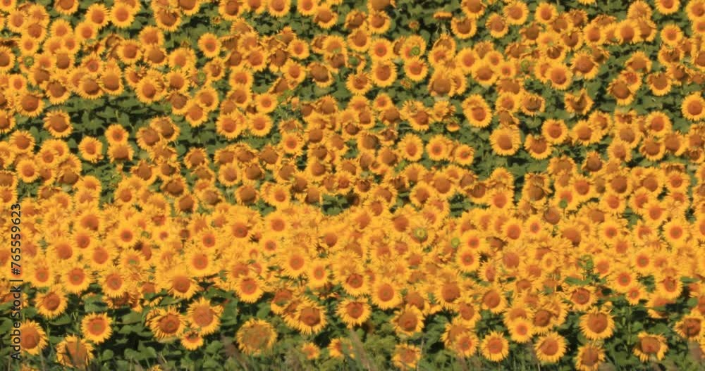 Sticker Sunflower Symphony: Nature's Melody in Fields of Gold