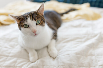 White with gray cat lies in bed at home, house comfort concept, indoor. Cope space. Adopt pets banner, full body