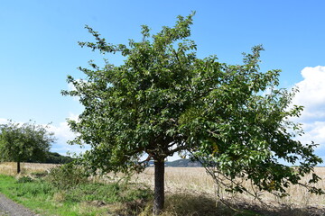 Apple tree in summer