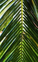 Coconut palm leaf