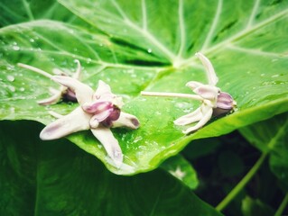 Flower on a green leaf