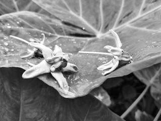 Black and white photo of flower on a leaf