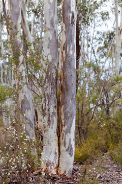 Australian bushland with scribbly gum trees