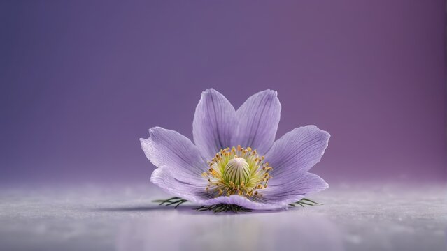  A stunning image captures a purple flower with a vibrant yellow center atop a serene white background, against a deep purplish-blue backdrop