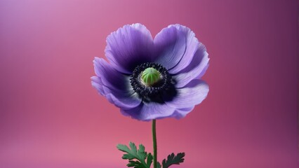  Purple flower with green center, pink background & green stem  for search engines - obrazy, fototapety, plakaty