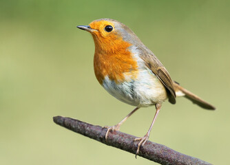 A close up of a single Robin on a tree branch