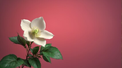  High-resolution image showcases a vivid white flower surrounded by lush green foliage set against a serene pink backdrop and a rustic red wall