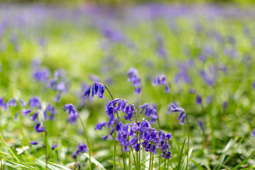 Pretty bluebell flowers in Sussex woodland, on a spring day