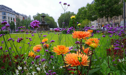 Orange Dahlia and purple Verbena bonariensis flowers in the front. In the background is blurred visible a square with fountain. Location: Corneliusplatz, Düsseldorf, Germany.