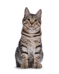 Excellent typed young Kurilian Bobtail cat kitten, sitting up facing front. Looking straight to camera. Isolated on a white background.