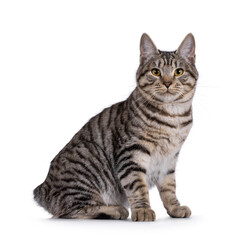 Excellent typed young Kurilian Bobtail cat kitten, sitting up side ways showing short tail. Looking straight to camera. Isolated on a white background.