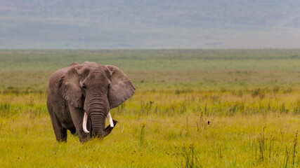 Eléphant dans le Ngorongoro