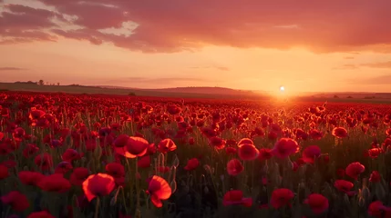 Gardinen Beautiful field of red poppies in sunset light © ZayNyi