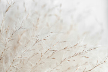 Dried beige fluffy fragile flowers with branche on natural blur background macro