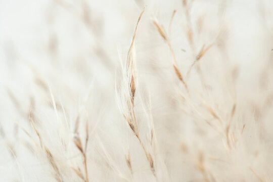 Dried beige fluffy fragile flowers with branche and obe bud on natural blur background macro
